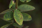 Hairy small-leaf ticktrefoil